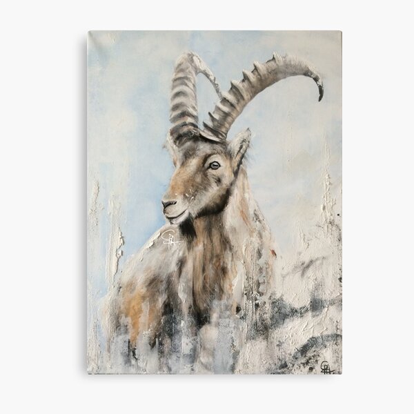 Ibex goat Metal Print