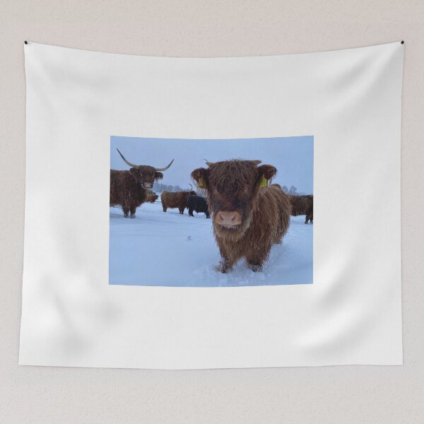 Item preview, Scottish Highland Cattle Calf in snow 2680 designed and sold by SaarelaHighland.