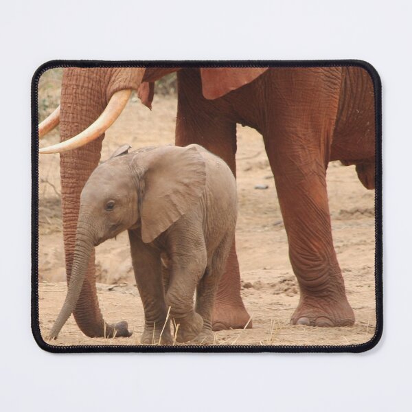 Item preview, Cute Real Baby Elephant Photograph designed and sold by Designs24U.