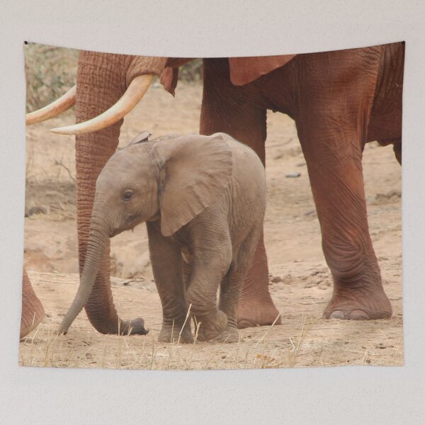 Item preview, Cute Real Baby Elephant Photograph designed and sold by Designs24U.