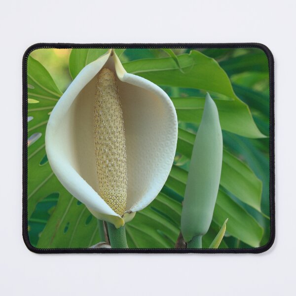 Item preview, Monstera deliciosa flower designed and sold by Gaspar Avila.