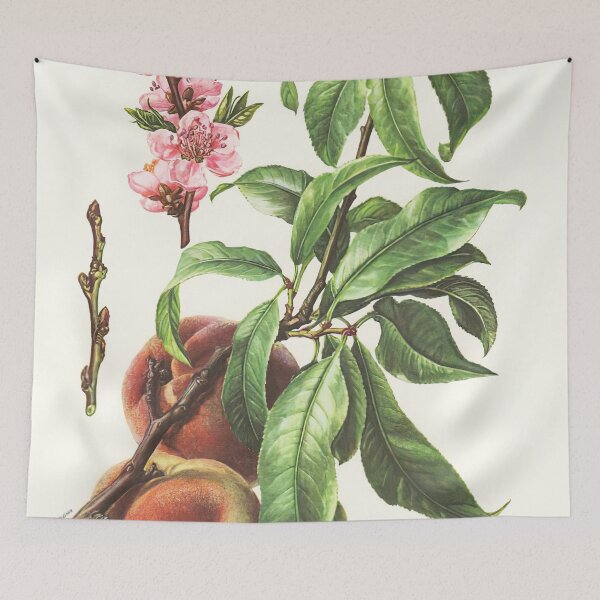 Item preview, Peach Life Cycle Poster designed and sold by NatureLand.