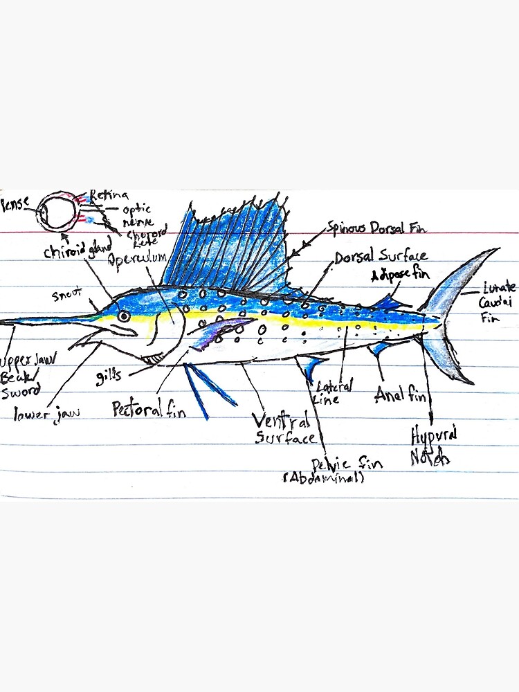 "Swordfish Diagram" Poster for Sale by marcnking Redbubble