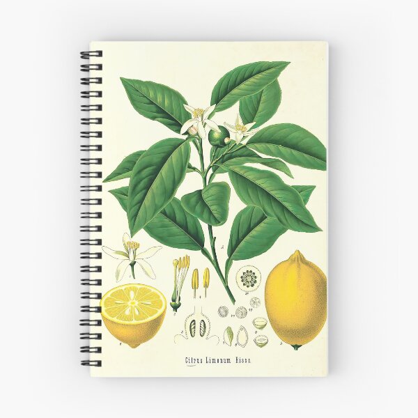 Item preview, Lemon Life Cycle Poster designed and sold by NatureLand.