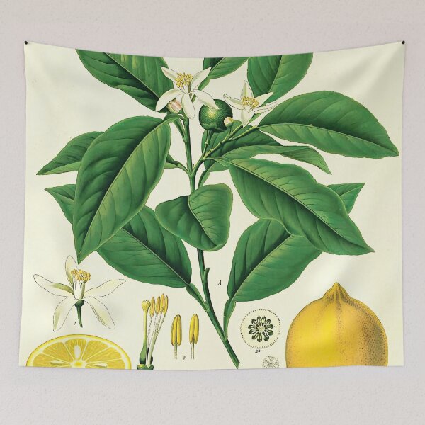 Item preview, Lemon Life Cycle Poster designed and sold by NatureLand.
