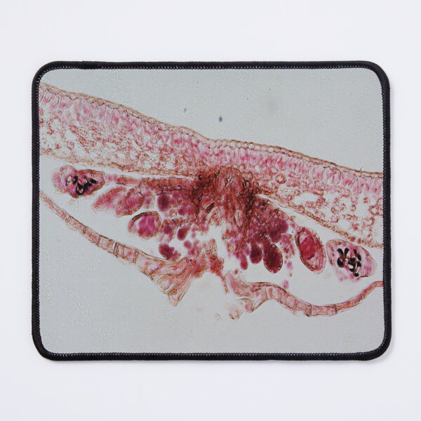 Item preview, Fern Leaf  designed and sold by CellsOfWorld.