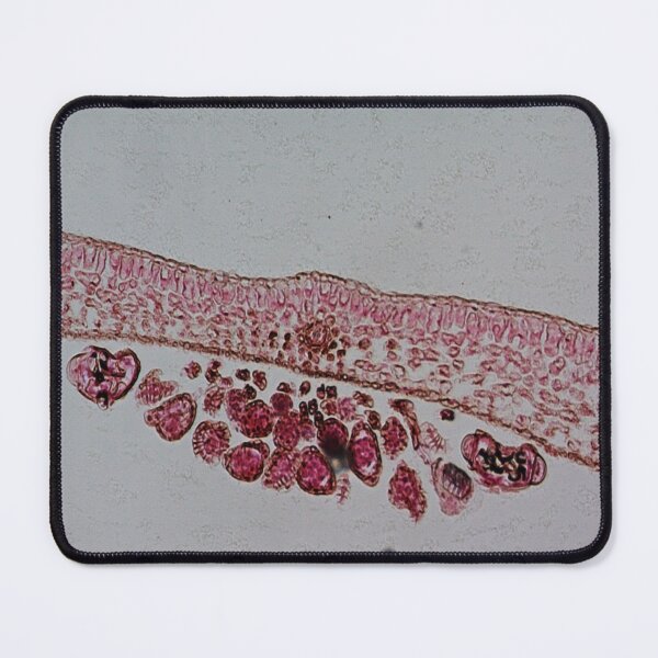 Item preview, Fern Leaf  designed and sold by CellsOfWorld.