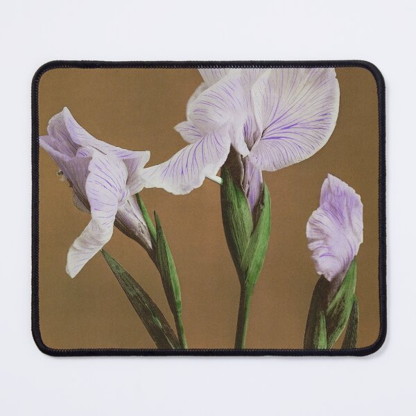 Item preview, Retro Japanese Flower Iris (1896) by Kazumasa Ogawa designed and sold by Designedbysm.