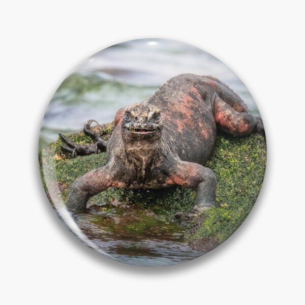 Item preview, Marine Iguana Galapagos Islands designed and sold by PhotoArt by Joan Carroll.