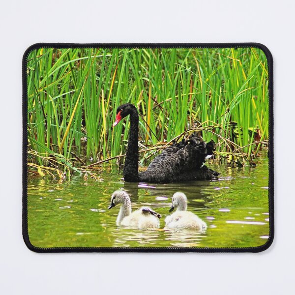 Item preview, Swan Family Mother Swan and Cygnets designed and sold by Anna Lemos.