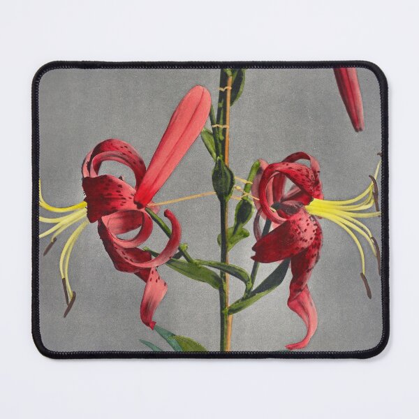 Item preview, Retro Japanese Flower Lily (1896) by Kazumasa Ogawa designed and sold by Designedbysm.
