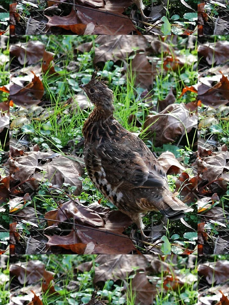 Thumbnail 4 of 4, iPhone Case, Native Ruffed Grouse designed and sold by chstudios.