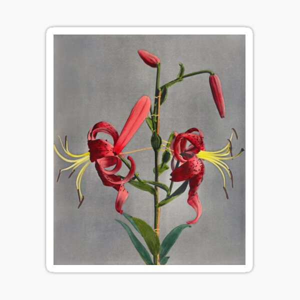 Item preview, Retro Japanese Flower Lily (1896) by Kazumasa Ogawa designed and sold by Designedbysm.