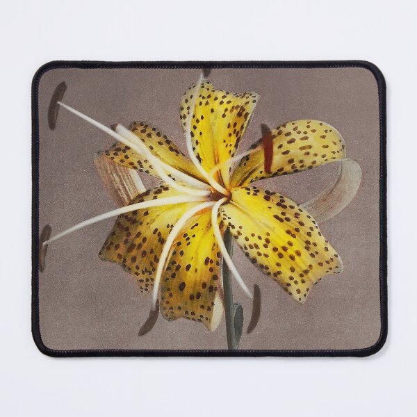 Item preview, Retro Japanese Flower Lily (1896) by Kazumasa Ogawa designed and sold by Designedbysm.
