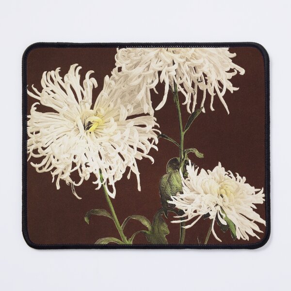 Item preview, Retro Japanese Flower Three Yellow Chrysanthemums (1896) by Ogawa Kazumasa designed and sold by Designedbysm.