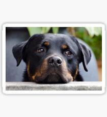 rottweiler second Sticker