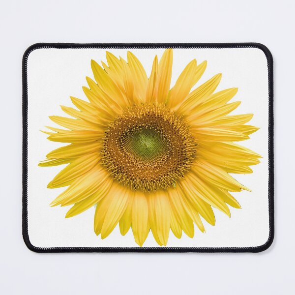 Item preview, Blooming Sunflower, Real Photograph designed and sold by Bradford Adams.