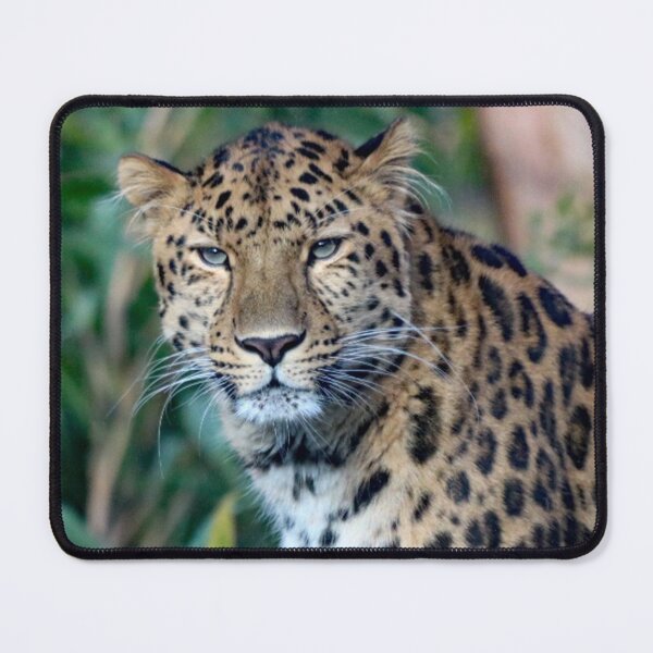 Item preview, A Gorgeous/Stunning Amur Leopard designed and sold by Karen Thomson.