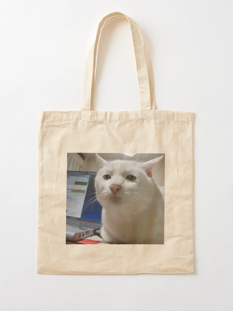 Serious Cat Meme