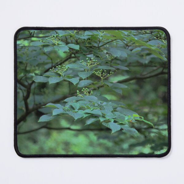 Item preview, Native Dogwood Cornus alternifolia designed and sold by chstudios.