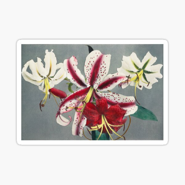 Item preview, Retro Japanese Flower Lily (1896) by Kazumasa Ogawa designed and sold by Designedbysm.
