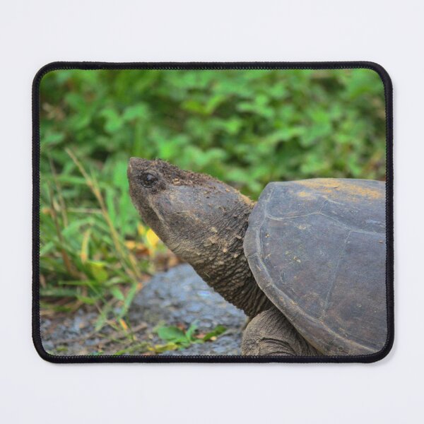 Item preview, Native Snapping Turtle study 2 designed and sold by chstudios.