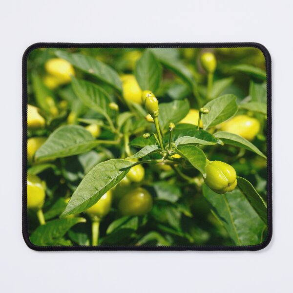 Item preview, Peppers designed and sold by Gaspar Avila.