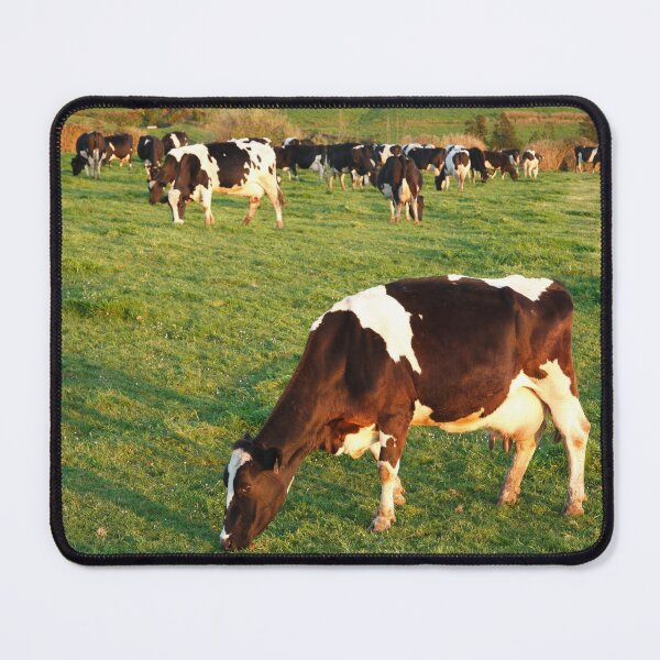Item preview, Holstein cattle designed and sold by Gaspar Avila.