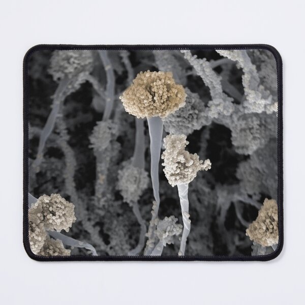 Item preview, FRUITING FUNGUS MICROSCOPIC PHOTO CONCEPTUAL IMAGE ...Microbiology designed and sold by Hippiesole.