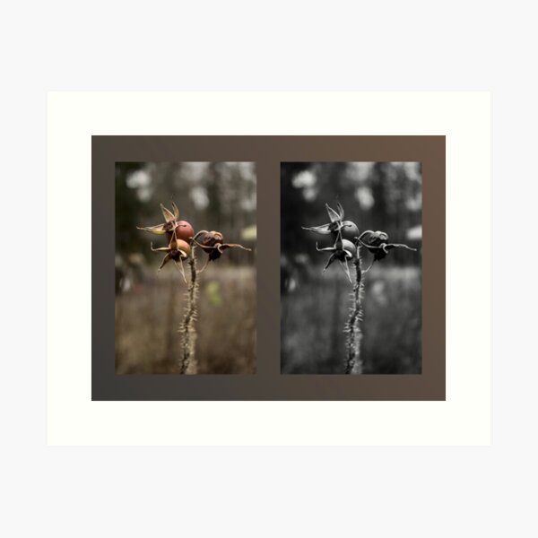 Rose hips diptych Art Print