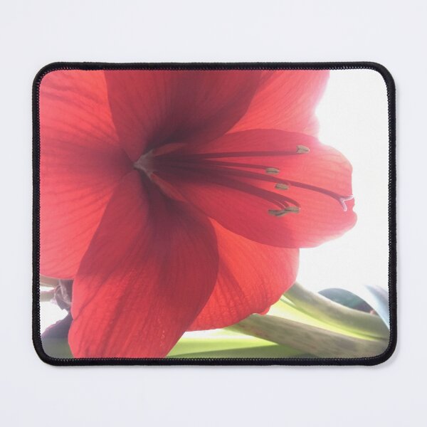 Item preview, Translucent Amaryllis designed and sold by Amanda1775.