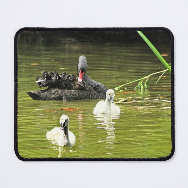 Item preview, Swan Family Swans and Two Cygnets designed and sold by Anna Lemos.