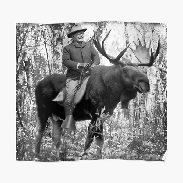 Teddy Roosevelt Riding A Bull Moose Poster