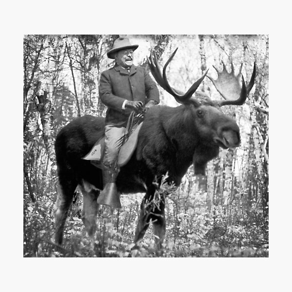 Teddy Roosevelt Riding A Bull Moose Photographic Print