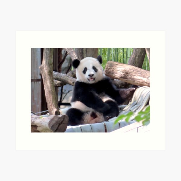 Item preview, Giant Panda Xiao Qi Ji at the Smithsonian's National Zoo designed and sold by Zoo and Nature Photography by Karie.