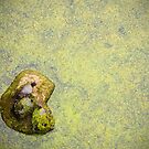 Turtle Trio by ponycargirl