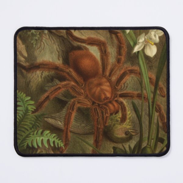 Item preview, Naturalist Tarantula designed and sold by BlueSpecsStudio.