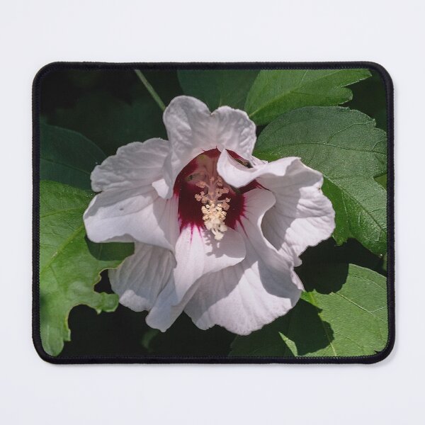 Item preview, White Rose of Sharon  designed and sold by Lanis Rossi.