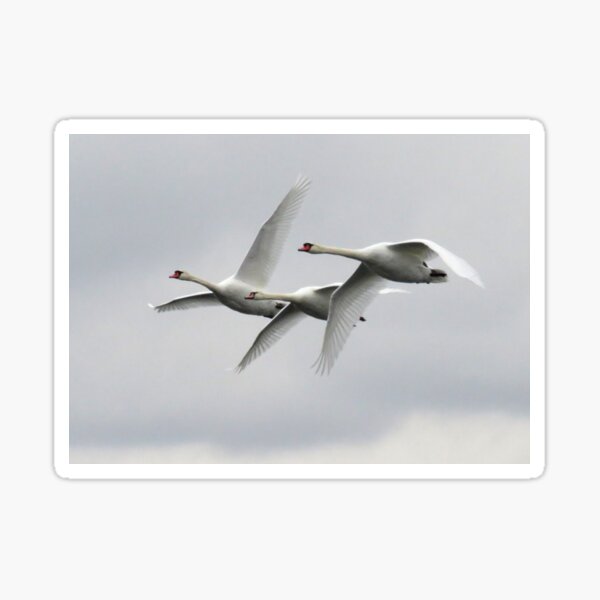 Item preview, Three Swans Flying designed and sold by Sam Morrison.