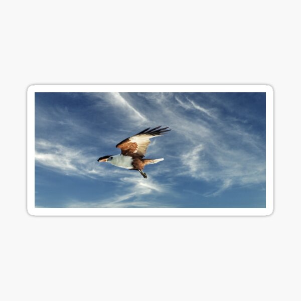 Osprey Flight. Photo Art, Prints, Gifts. Sticker