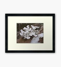White Fungus Framed Print