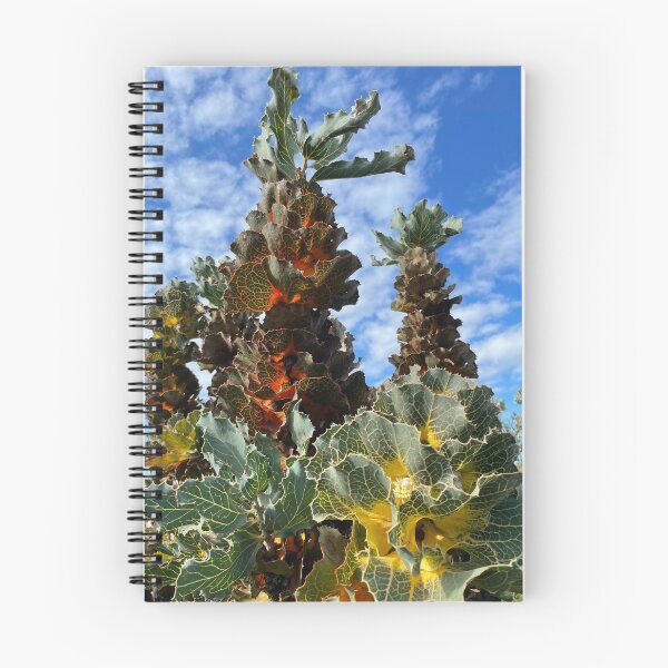 Item preview, Australia - Great Southern - Bremer Bay - Royal Hakea designed and sold by Solveig Winn.