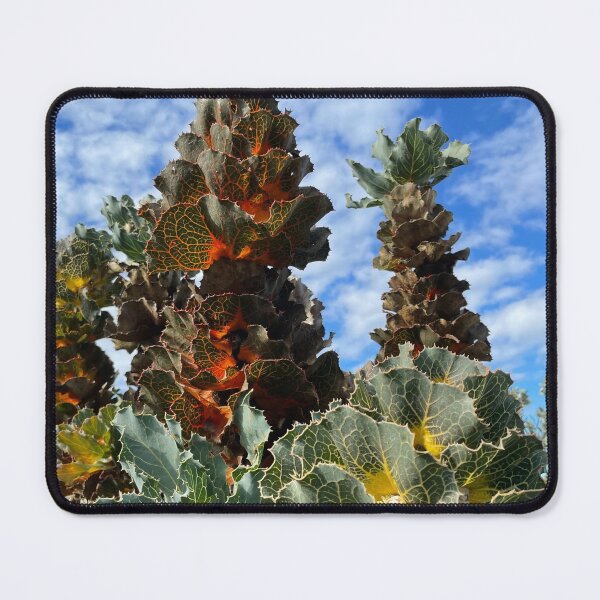 Item preview, Australia - Great Southern - Bremer Bay - Royal Hakea designed and sold by Solveig Winn.