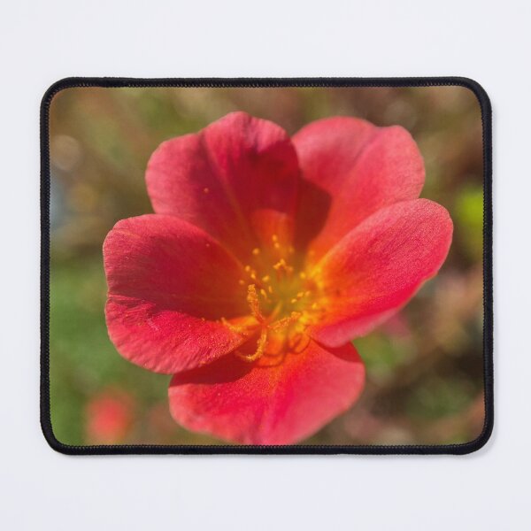 Item preview, Red Leaved Common Purslane designed and sold by Sinemathk.
