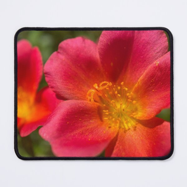 Item preview, Red Leaved Common Purslane designed and sold by Sinemathk.