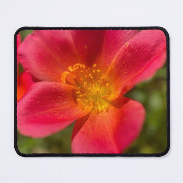 Item preview, Red Leaved Common Purslane designed and sold by Sinemathk.