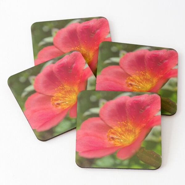 Item preview, Red Leaved Common Purslane designed and sold by Sinemathk.