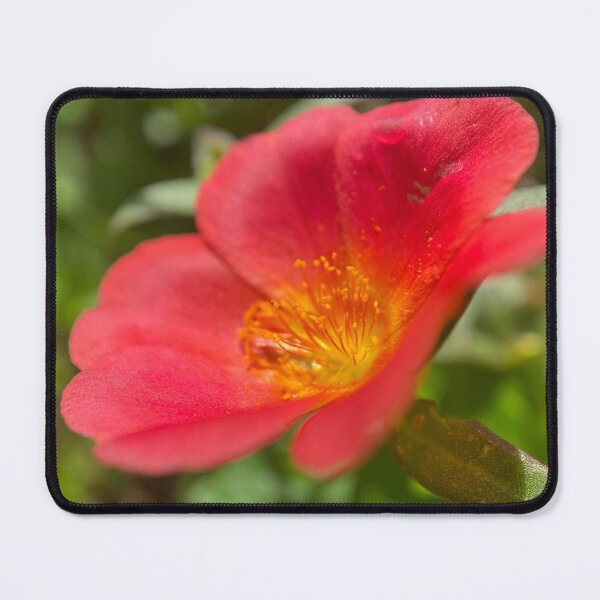 Item preview, Red Leaved Common Purslane designed and sold by Sinemathk.