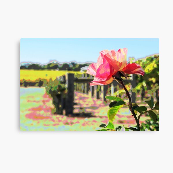 Pink Rose Canvas Print