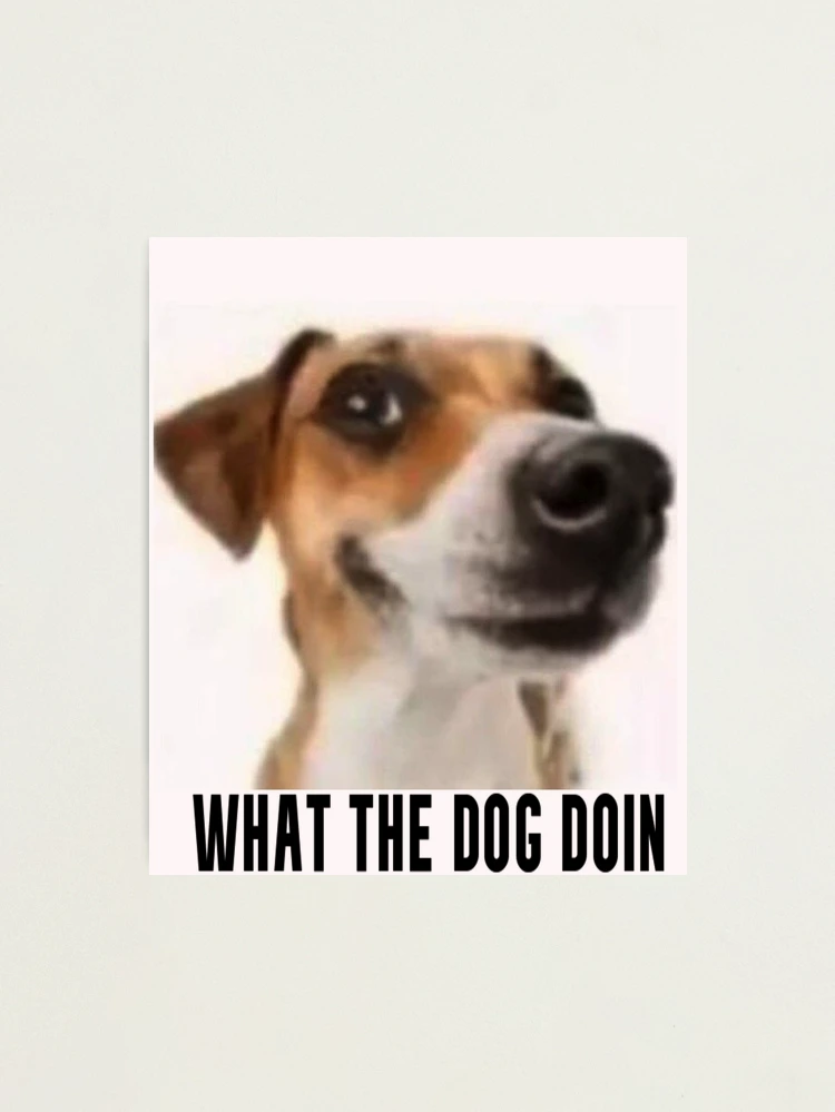 Wut Dog Meme